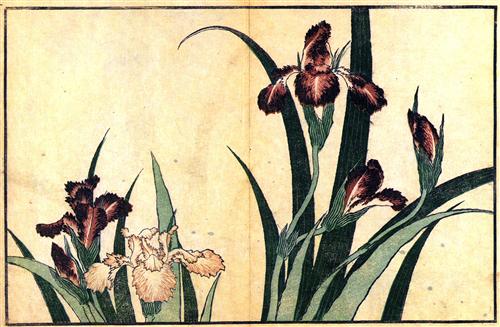 Irises - 葛饰北斋的浮世绘作品,无水印高清大图- 麦田艺术